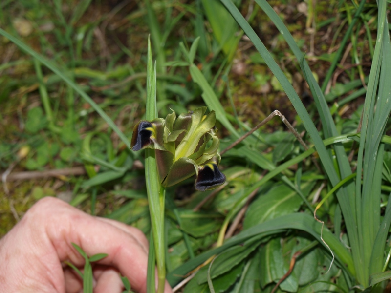 Hermodactylus tuberosus